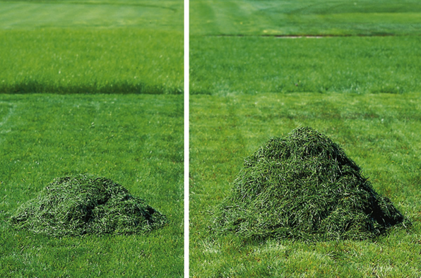 Clippings